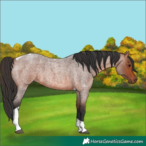 Horse Color:Bay Roan Tobiano 