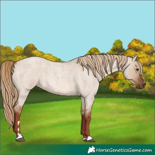 Horse Color:Red Dun Roan 
