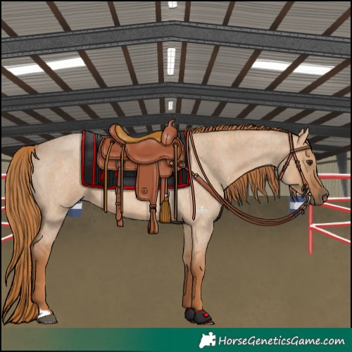 Horse Color:Red Dun Roan 