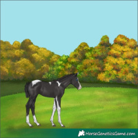 Horse Color:Smoky Black Splash Tobiano 