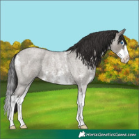 Horse Color:Smoky Grullo Roan Sabino Splash