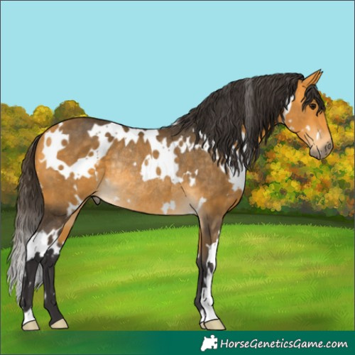 Horse Color:White Spotted Buckskin Rabicano 