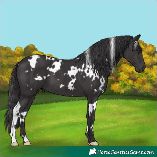 Horse Color:White Spotted Smoky Black