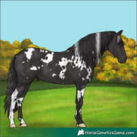 Horse Color:White Spotted Smoky Black