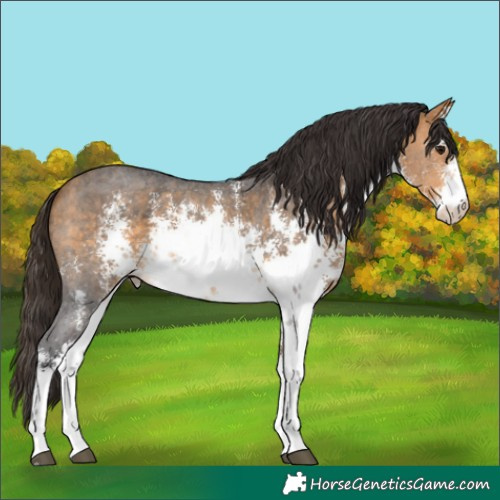 Horse Color:White Spotted Buckskin Sabino