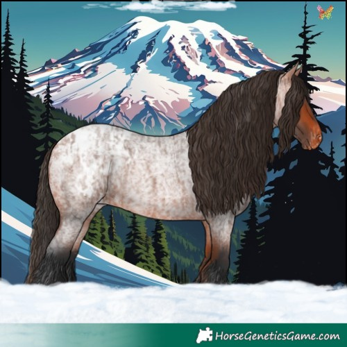 Horse Color:Bay Roan Appaloosa  and Bay Roan Appaloosa 