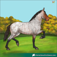 Horse Color:Bay Roan Appaloosa  and Bay Roan Appaloosa 