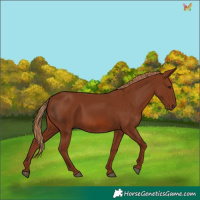 Horse Color:Chestnut 