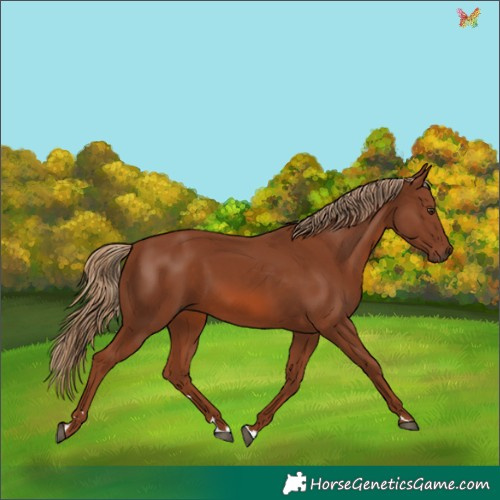 Horse Color:Chestnut 