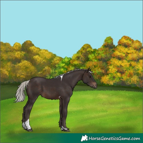 Horse Color:Silver Brown Tobiano 
