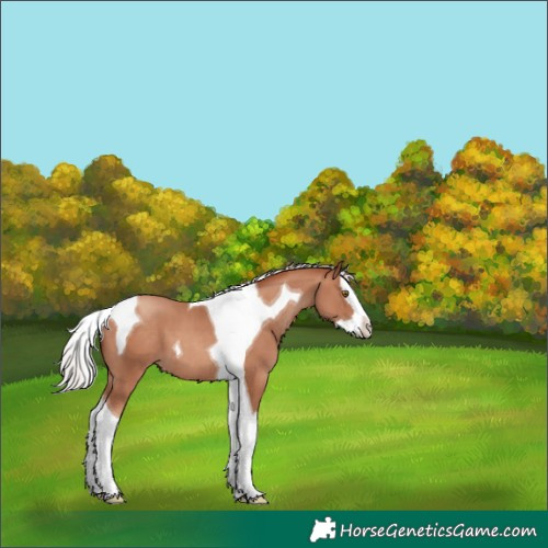 Horse Color:Chocolate Silver Classic Champagne Splash Tobiano 