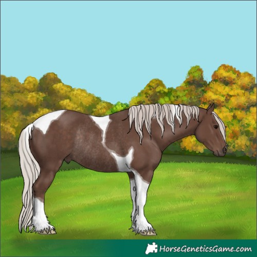 Horse Color:Silver Black Tobiano Rabicano 