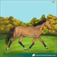 Horse Color:Buckskin 