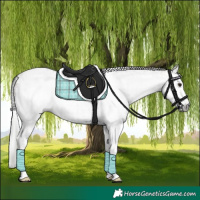 Horse Color:Gray White Spotted Classic Champagne and Gray White Spotted Classic Champagne