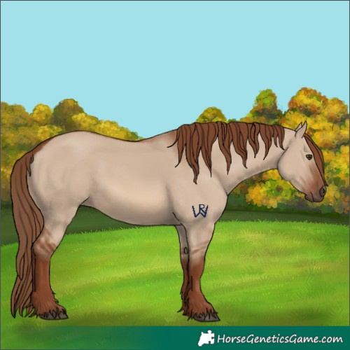 Horse Color:Red Dun 