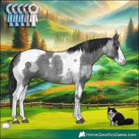 Horse Color:Blue Roan Splash Tobiano  and Blue Roan Splash Tobiano 
