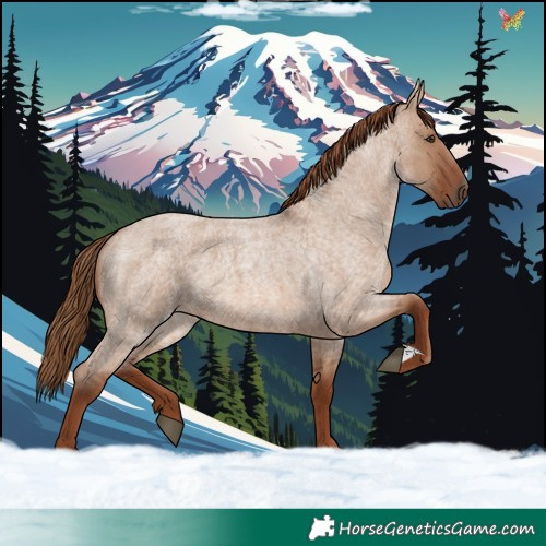 Horse Color:Red Dun Roan