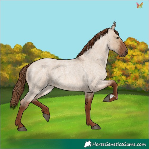 Horse Color:Red Dun Roan 