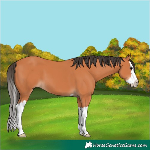 Horse Color:Bay Splash 