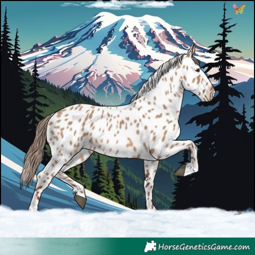 Horse Color:Red Dun Leopard