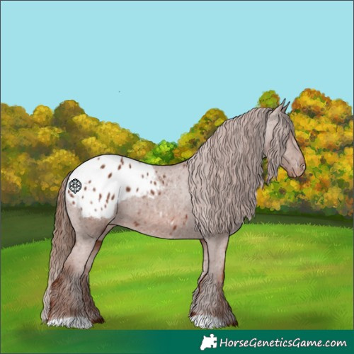 Horse Color:Chestnut Blanket 