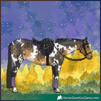 Horse Color:White Spotted Buckskin 