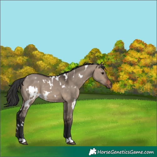 Horse Color:White Spotted Brown Dun 