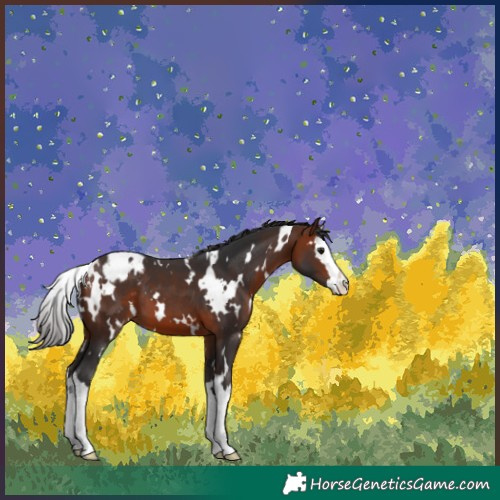 Horse Color:White Spotted Bay Splash Appaloosa 
