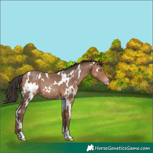 Horse Color:White Spotted Sable Champagne 