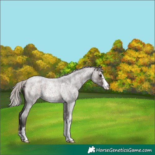 Horse Color:Silver Brown Roan Sabino 