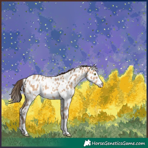 Horse Color:White Spotted Amber Champagne Appaloosa 