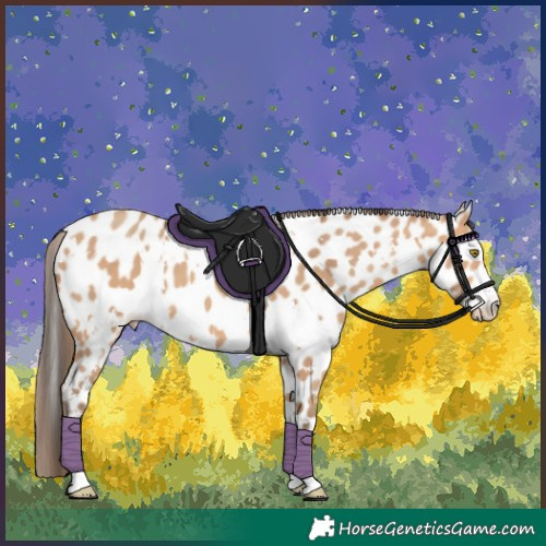 Horse Color:White Spotted Amber Champagne Appaloosa 