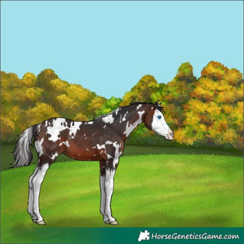 Horse Color:White Spotted Brown Splash 