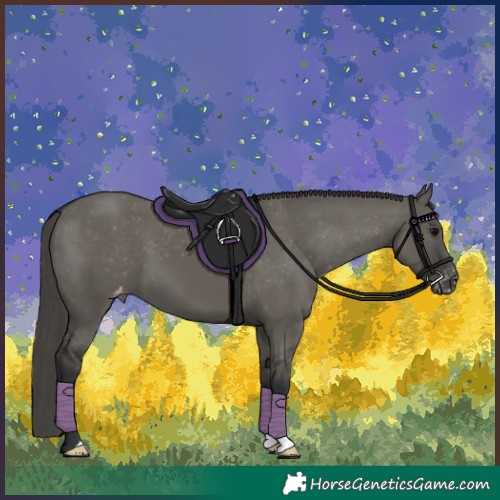 Horse Color:Grullo Appaloosa 