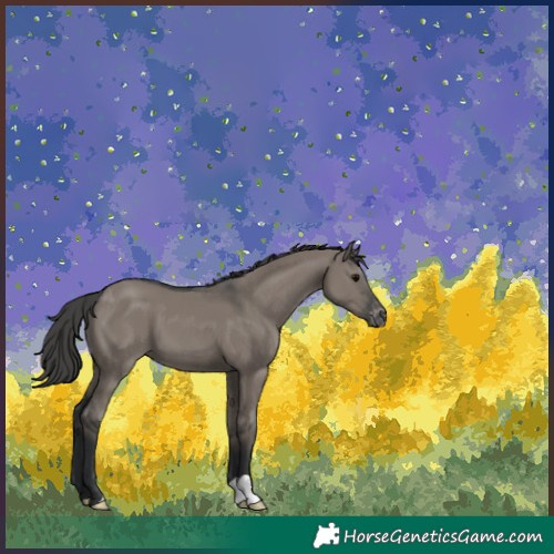 Horse Color:Grullo Appaloosa 