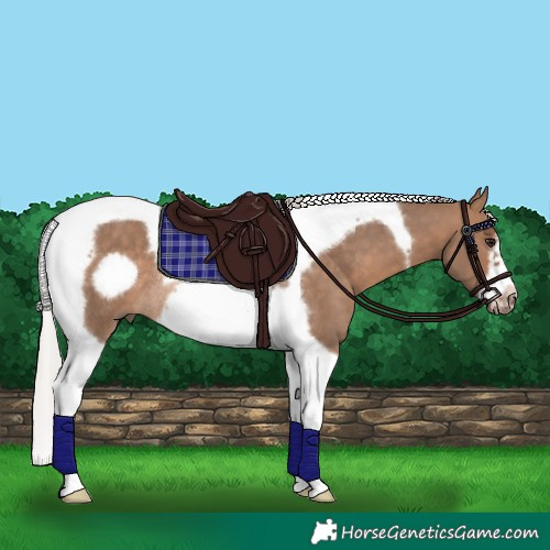 Horse Color:Silver Bay Dun Tobiano Frame Rabicano 