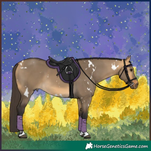 Horse Color:White Spotted Buckskin Dun 