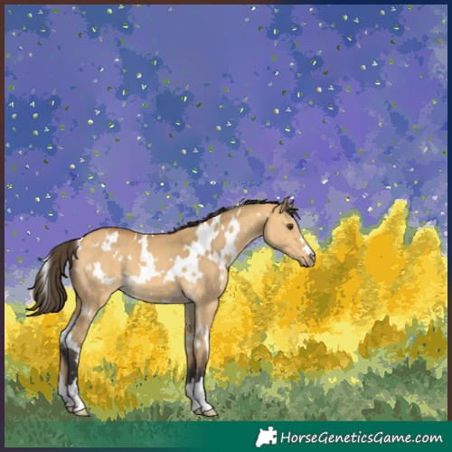 Horse Color:White Spotted Buckskin Dun 