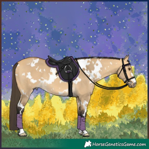 Horse Color:White Spotted Buckskin Dun 