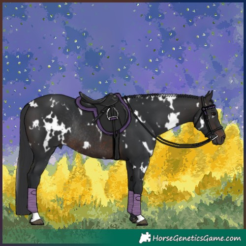 Horse Color:White Spotted Brown Rabicano 
