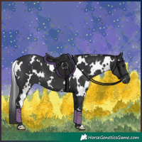Horse Color:White Spotted Black