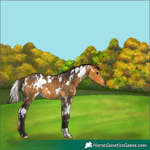 Horse Color:White Spotted Buckskin