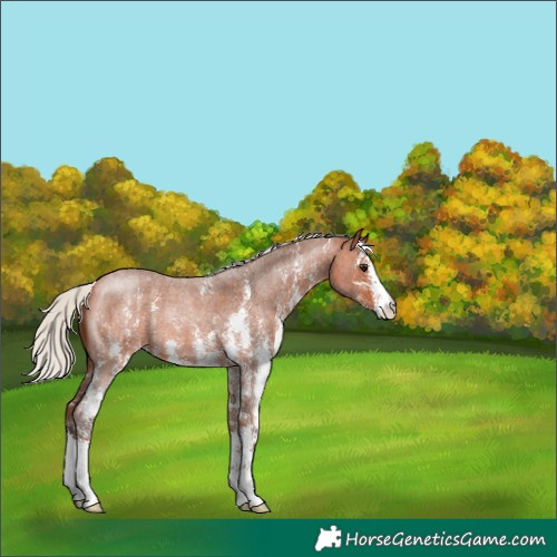 Horse Color:Silver Bay Roan Sabino