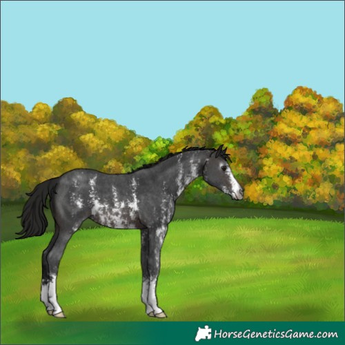Horse Color:Gray Brown Sabino