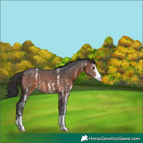 Horse Color:Brown Sabino 