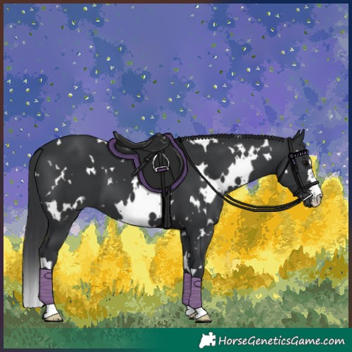 Horse Color:White Spotted Black