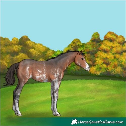 Horse Color:Bay Sabino 
