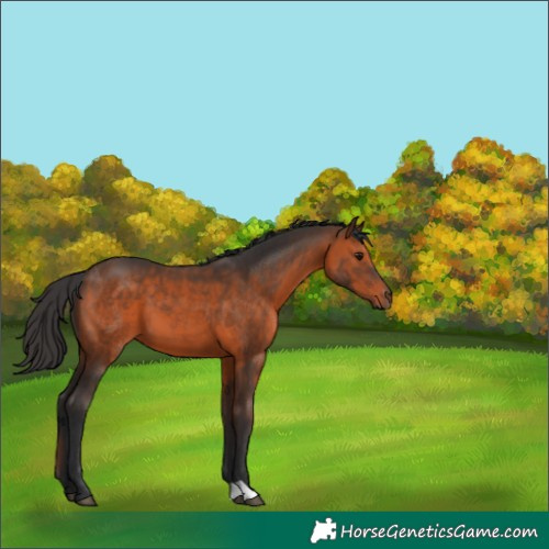 Horse Color:Brown 