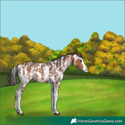 Horse Color:Bay Sabino Splash 