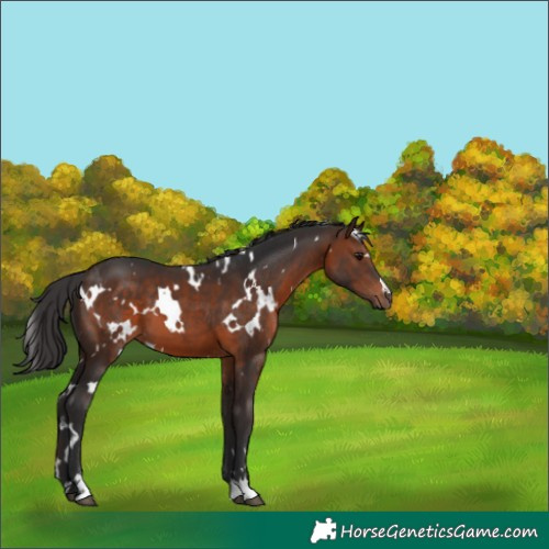 Horse Color:White Spotted Brown 